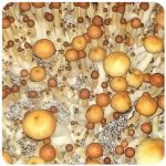 Псилоцибиновые (галлюциногенные)  грибы Psilocybin "Golden Teacher" в Котласе