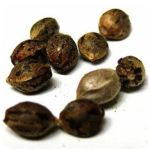Семена марихуаны АК-47  (Seeds AK-47) в Котласе